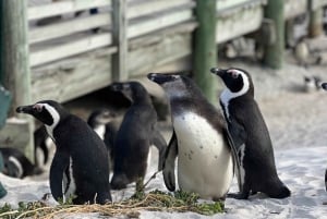 Zwemmen met pinguïns bij Boulders Beach Penguin Colony