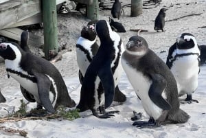Плавайте с пингвинами в колонии пингвинов на пляже Боулдерс.