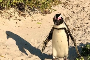 Плавайте с пингвинами в колонии пингвинов на пляже Боулдерс.