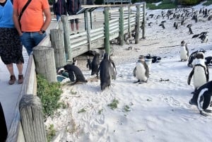 ボルダーズビーチのペンギンコロニーでペンギンと泳ぐ