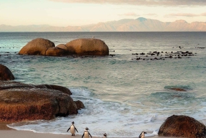 Ui pingviinien kanssa Boulders Beachin pingviinisiirtokunnassa.