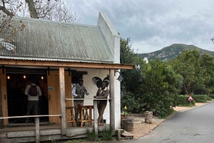 Ui pingviinien kanssa Boulders Beachin pingviinisiirtokunnassa.