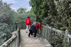 Ui pingviinien kanssa Boulders Beachin pingviinisiirtokunnassa.