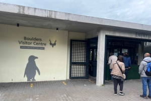 Ui pingviinien kanssa Boulders Beachin pingviinisiirtokunnassa.