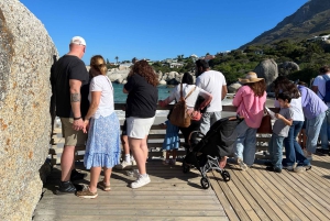 Ui pingviinien kanssa Boulders Beachin pingviinisiirtokunnassa.