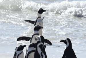 Jednodniowa wycieczka na Górę Stołową i Przylądek Dobrej Nadziei