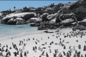 Jednodniowa wycieczka na Górę Stołową i Przylądek Dobrej Nadziei