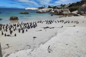 Jednodniowa wycieczka na Górę Stołową i Przylądek Dobrej Nadziei