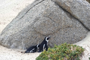 Jednodniowa wycieczka na Górę Stołową i Przylądek Dobrej Nadziei