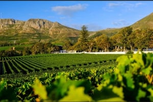 Tour Privado por la Montaña de la Mesa y Cata de Vinos de Constantia