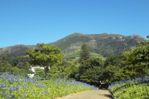 Tour Privado por la Montaña de la Mesa y Cata de Vinos de Constantia