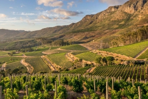 Privat omvisning med vinsmaking i Taffelberget og Constantia