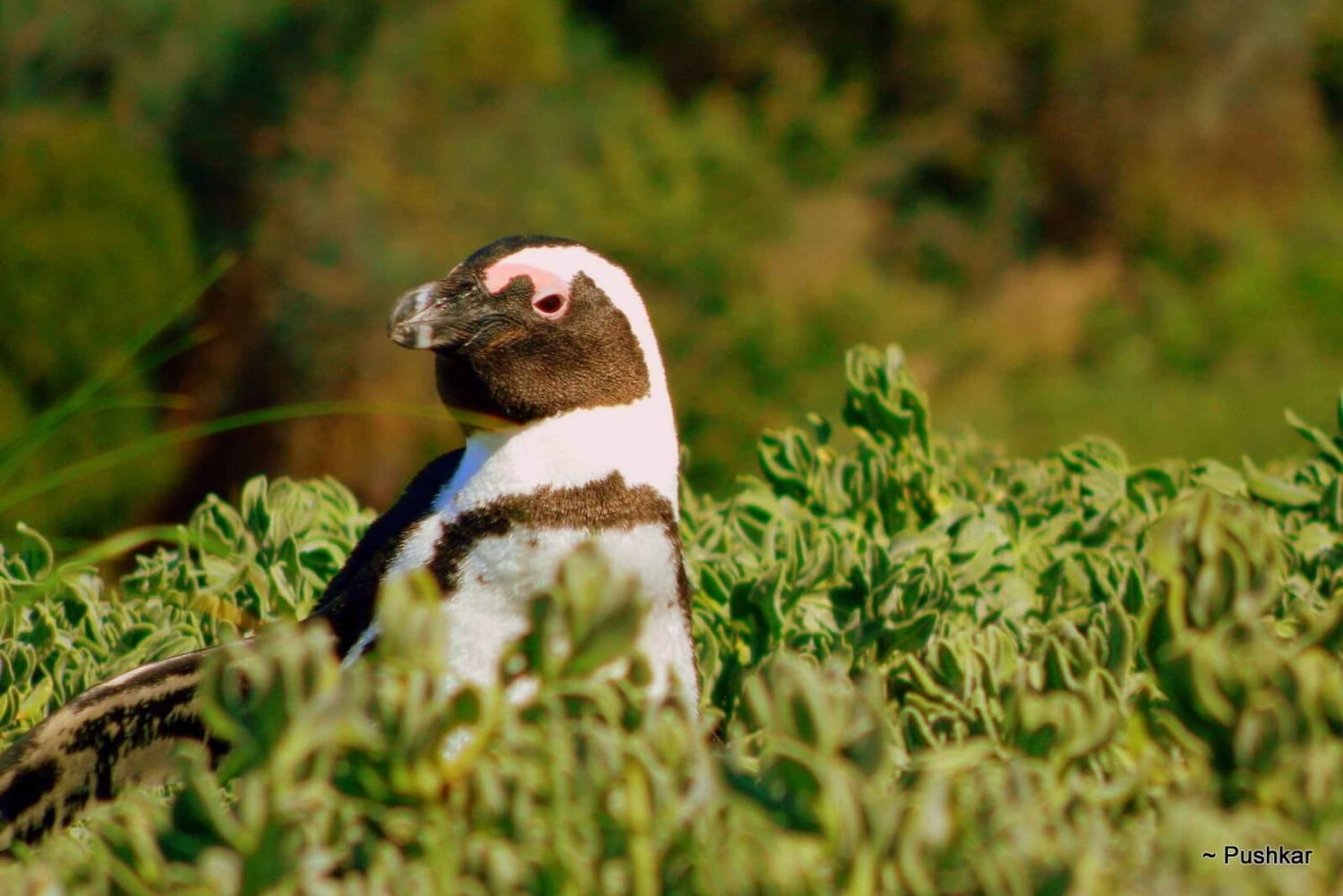 Montaña de la Mesa Playa de Boulder y Punta del Cabo