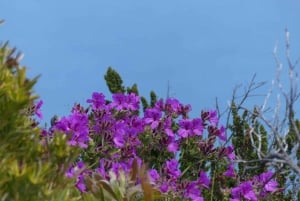 Pöytävuori Boulder's Beach ja Cape Point