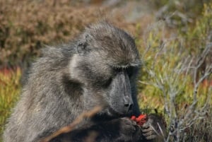Pöytävuori Boulder's Beach ja Cape Point
