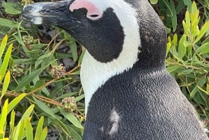 Pöytävuori Boulder's Beach ja Cape Point