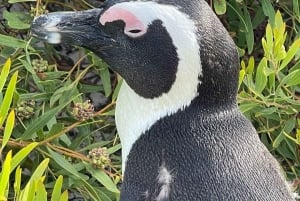 Montaña de la Mesa Playa de Boulder y Punta del Cabo