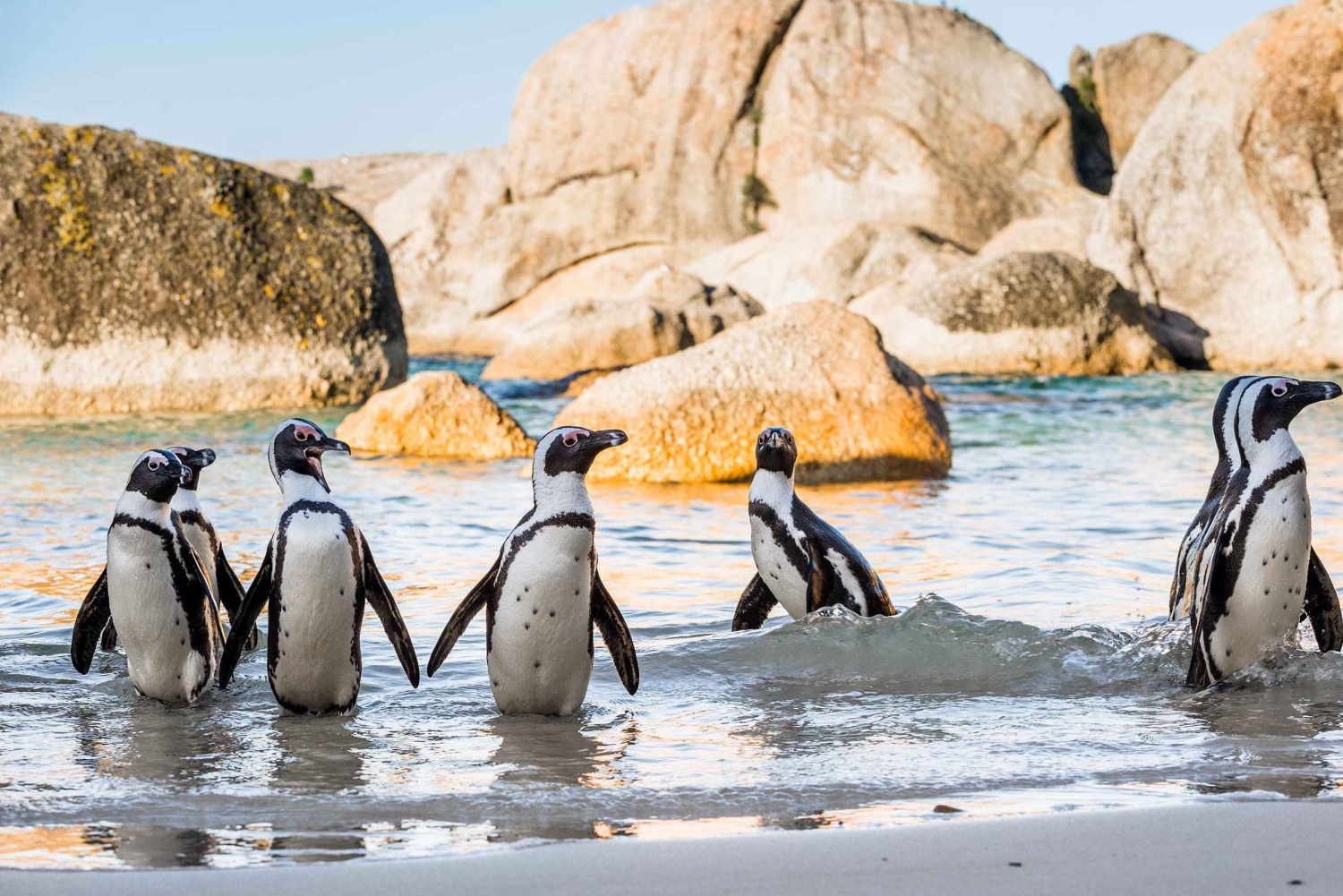 Table Mountain, Boulder's Penguins & Cape Point Private Tour