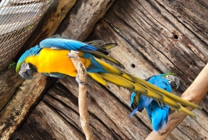 Vintur til Kirstenbosch og Constantia med taubane til Taffelberget