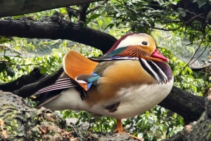 Vintur til Kirstenbosch og Constantia med taubane til Taffelberget