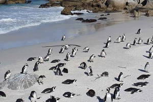 Kapkaupunki: Pöytävuori, Cape Point ja pingviinit Ryhmäretki