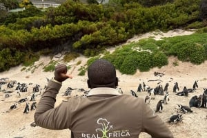 Table Mountain, Cabo da Boa Esperança, Pinguins, excursão de 1 dia