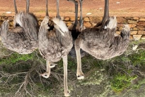 Table Mountain e Capo di Buona Speranza e Pinguini Giornata intera