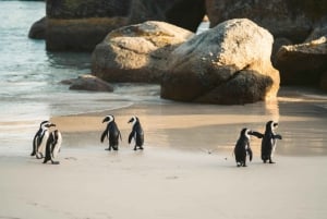 Taffelberget, Godahoppsudden och pingvinerna inkl. parkavgifter
