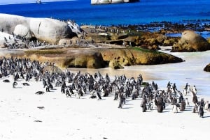 Tafelberg, Kapspitze und Pinguine Gruppentour