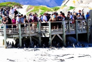 Tafelberg, Kapspitze und Pinguine Gruppentour