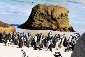 Tafelberg, Kapspitze und Pinguine Gruppentour