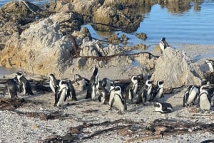 Table Mountain, Cape Point, and Penguins Group Tour