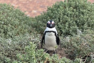 Table Mountain, Cape Point, and Penguins Group Tour