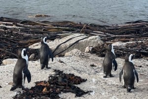Table Mountain, Cape Point, and Penguins Group Tour