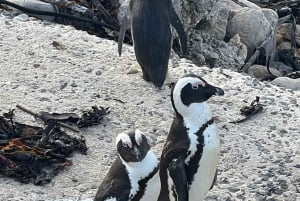 Table Mountain, Cape Point, and Penguins Group Tour