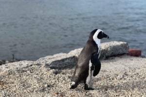 Table Mountain, Cape Point, and Penguins Group Tour