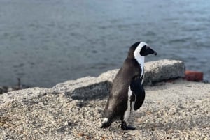 Table Mountain, Cape Point, and Penguins Group Tour