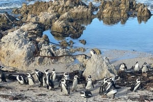 Table Mountain, Cape Point, and Penguins Group Tour