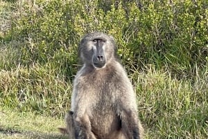 Table Mountain, Cape Point, and Penguins Group Tour