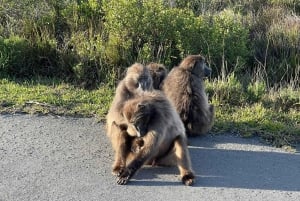 Table Mountain, Cape Point, and Penguins Group Tour