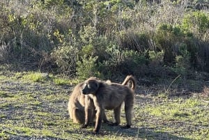 Table Mountain, Cape Point, and Penguins Group Tour
