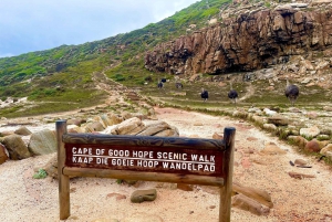 Table Mountain, Cape Point, and Penguins Group Tour