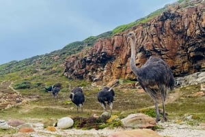 Table Mountain, Cape Point, and Penguins Group Tour