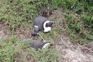 Table Mountain, Cape Point, and Penguins Shairing Group Tour