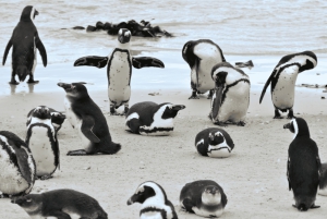 Góra Stołowa, Cape Point i Plaża Pingwinów WSTĘP WLICZONY