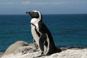 Góra Stołowa, Cape Point i Plaża Pingwinów WSTĘP WLICZONY