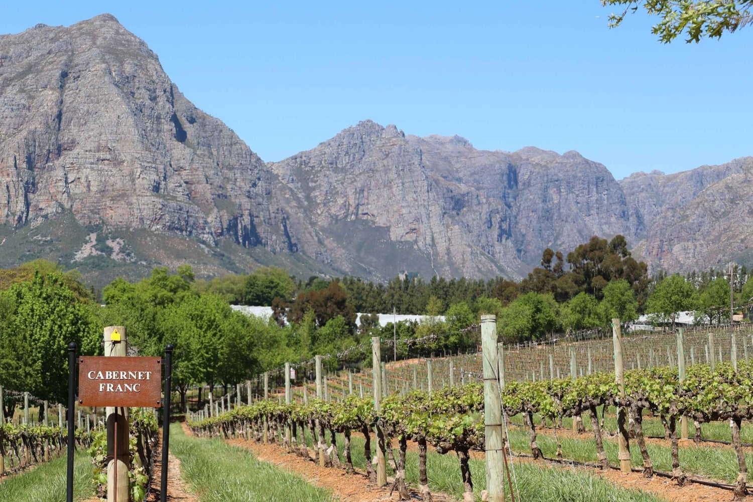 テーブルマウンテンとコンスタンシア ワイン エステートのプライベート コンボ ツアー