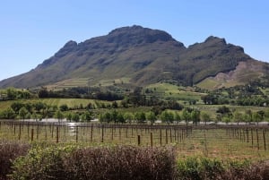 Table Mountain & Constantia Wine Estate Excursión Privada Combinada