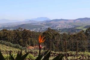 Table Mountain et Constantia Wine Estate - Circuit combiné privé