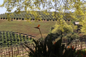 テーブルマウンテンとコンスタンシア ワイン エステートのプライベート コンボ ツアー